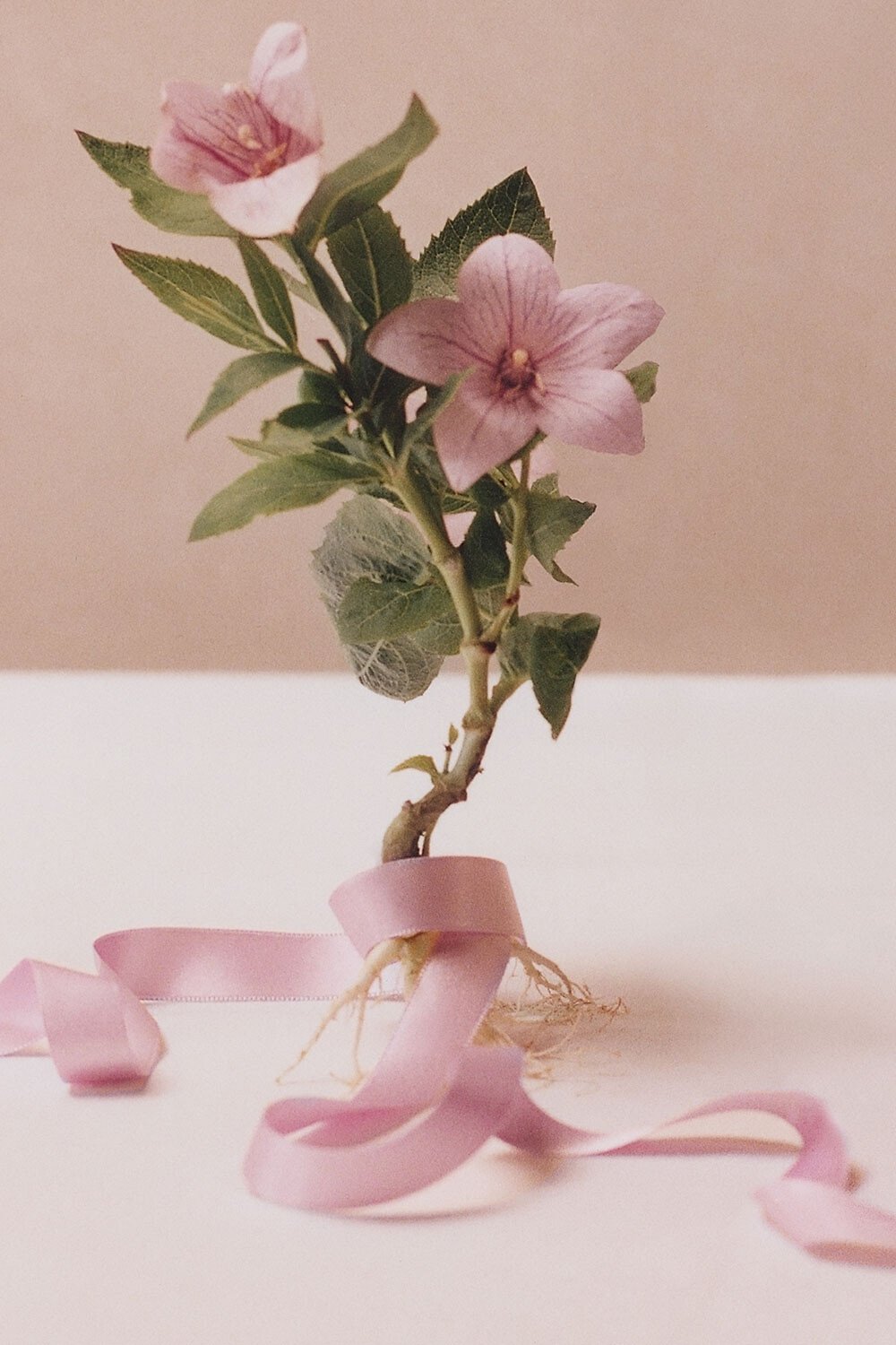 DIOR | 食器・プレート|ディオール メゾン（ホーム